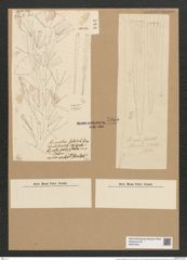 Licmophora flabellata (Carm.) Ag. (de-Toni-Nr.: Genus 86, Species 2953) Zeichnungen Sammlung Grunow Nr. 5965 (NHMW-BOT-W0374441)